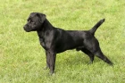 Patterdale teriér