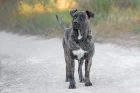 Perro de Presa Canario