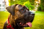 Perro de Presa Canario