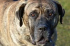 Perro de Presa Canario