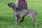 Perro de Presa Canario