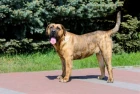 Perro de Presa Canario