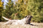 Perro de Presa Canario