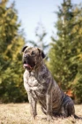 Perro de Presa Canario