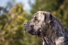 Perro de Presa Canario