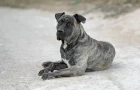 Perro de Presa Canario