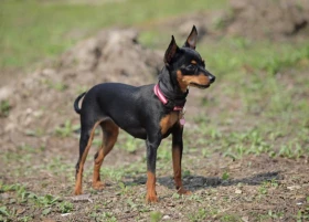 Pražský krysařík