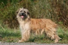 Pyrenejský ovčák