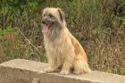 Pyrenejský ovčák