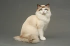 Ragdoll