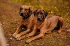 Rhodéský ridgeback