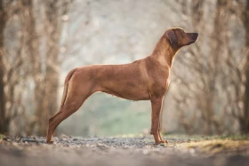 Rhodéský ridgeback