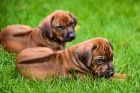 Rhodéský ridgeback