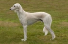 Saluka