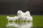 Samojed