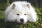 Samojed