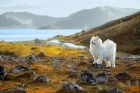 Samojed