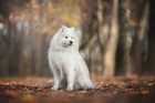 Samojed