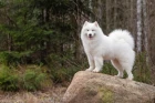 Samojed