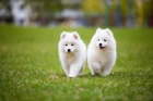 Samojed