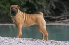 Šarpej