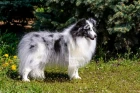 Šeltie
