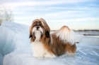 Shi-tzu