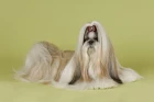 Shi-tzu