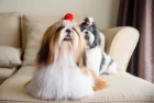 Shi-tzu