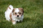 Shi-tzu