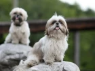 Shi-tzu