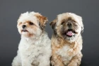 Shi-tzu