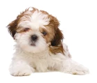 Shi-tzu
