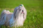 Shi-tzu