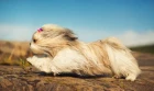 Shi-tzu