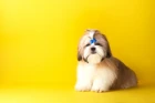 Shi-tzu
