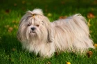 Shi-tzu