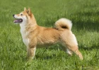 Shiba inu