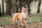 Shiba inu