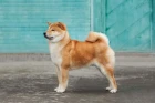 Shiba inu