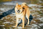 Shiba inu