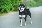 Shiba inu