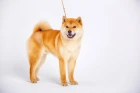 Shiba inu