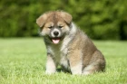 Shiba inu
