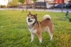 Shiba inu