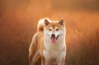 Shiba inu