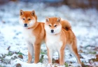 Shiba inu