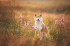 Shiba inu