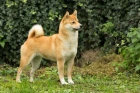 Shiba inu