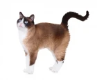 Snowshoe
